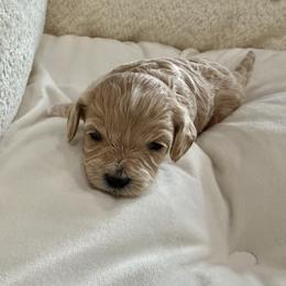 Girl 4 - female Cavapoo puppy in Mount Pleasant, Texas from NANCY REYNA