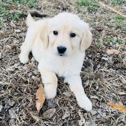 Yellow - Light golden male Golden Retriever puppy in Harrisburg, North Carolina from Bunn Ranch Goldens & Bernese