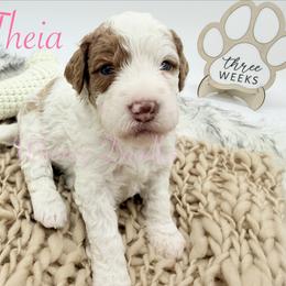 Theia - Yellow and white female Bernedoodle puppy in Omaha, Nebraska from Whimsy Doodles