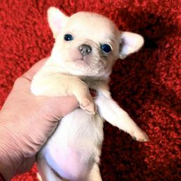Bonita - Cream female Chihuahua puppy in Allentown, Pennsylvania from Tsunami Cockers & Chihuahuas
