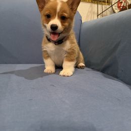 Girl 2 - Red female Pembroke Welsh Corgi puppy in Waxahachie, Texas from 4G Farms Corgi’s
