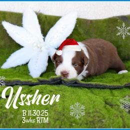 Ussher - Red tri male Miniature Australian Shepherd puppy in Madisonville, Texas from Flying LL Aussies
