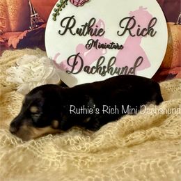 Girl four - Black and cream female Dachshund puppy in Lakeland, Florida from Ruthie’s Rich Mini Dachshunds