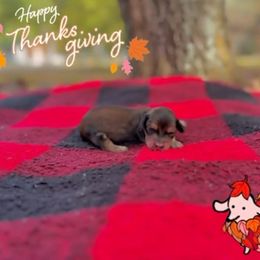 Tiny red - Red female Dachshund puppy in Crestview, Florida from Neverending Dachies