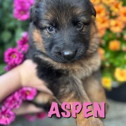 Aspen - Black and red female German Shepherd puppy in Graham, Washington from Wildeflecken Shepherds