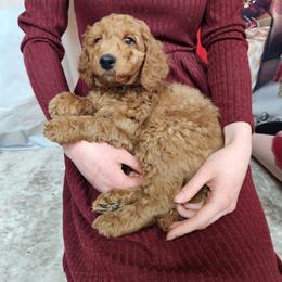 Goldendoodle Puppies from Goldendoodles from Goshen Blessings