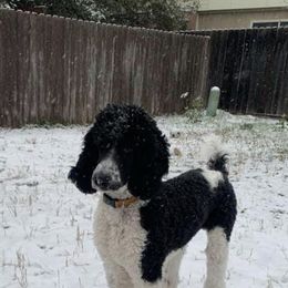 Labradoodle and Poodle All Grown Up from Nacadoodles