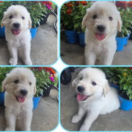 Baby Boy Light Blue - Light golden male Golden Retriever puppy in Clarksville, Tennessee from 255 Goldens