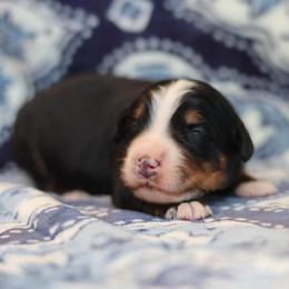 Willow - Tri-color female Bernese Mountain Dog puppy in Williamston, South Carolina from Dutton Dog Co & Dalla Grazia Doberman