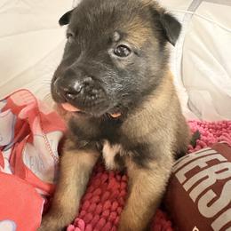 Orange - Fawn sable male Belgian Malinois puppy in Boise, Idaho from Wings of Freedom Retrievers and Malinois
