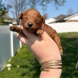 Flora - Red  female Poodle puppy in Morehead, Kentucky from Paw Perfect Pets