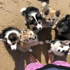 Icelandic Sheepdog Puppies from Kessel Run Icelandic Sheepdogs