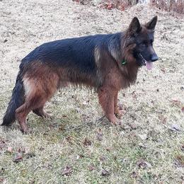 Apollo - German Shepherd