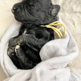 Girl 3 - Phantom Bernedoodle puppy in Midland, Texas from Southern Oak Breeders LLC