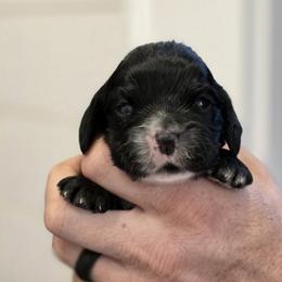 Echo - Black male Cocker Spaniel puppy in Winston Salem, North Carolina from Cocker Cottage
