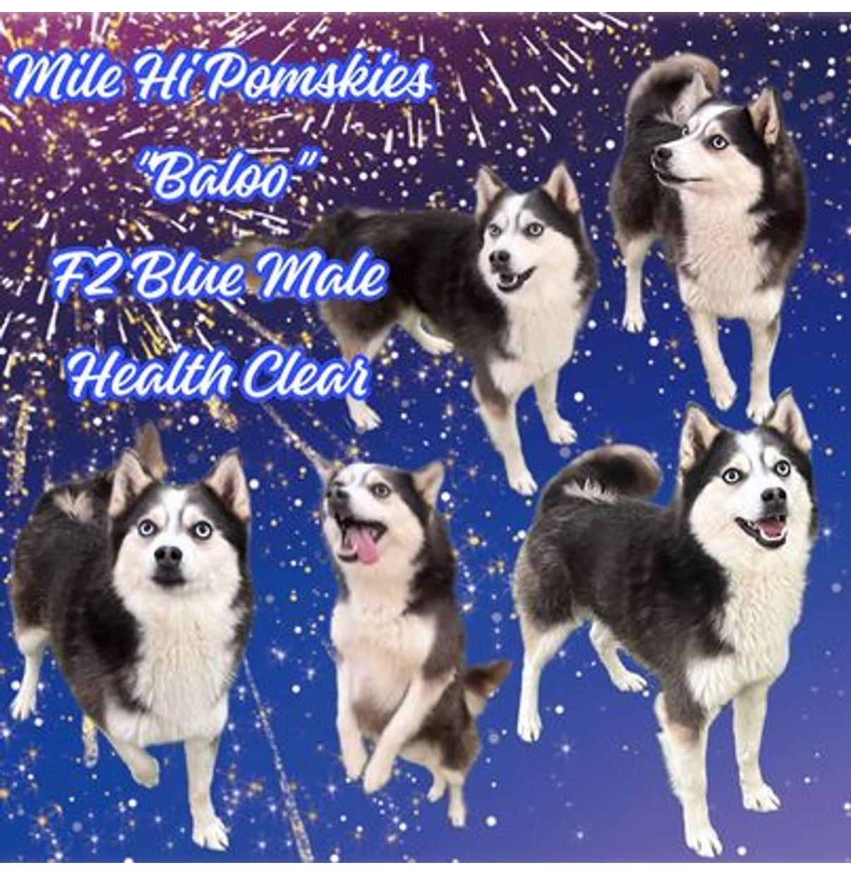 Baloo