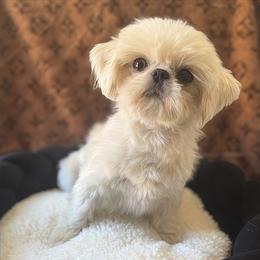 AKC SPRITE - White male Shih Tzu puppy in Los Angeles, California from LUXURY PAWS