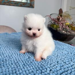 Swiss - White male Pomeranian puppy in Concord, California from Eelan’s Poms