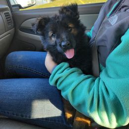 Lime Green collar - Sable female German Shepherd puppy in Ramsey, Illinois from Haus-Farr German Shepherds