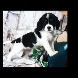 Hermione Granger - Tri-color female Cavapoo puppy in Battle Lake, Minnesota from Panda Puppies