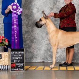 Great Danes from SteelRose Great Danes