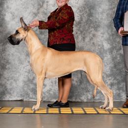 Great Danes from SteelRose Great Danes