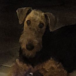 Airedale Terriers from Droffats Airedales