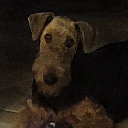 Airedale Terriers from Droffats Airedales