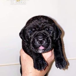 Cane Corso Puppies from Earth and Ship Cane Corso