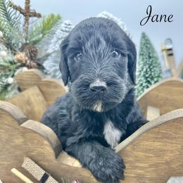 Jane - Black and white female Sheepadoodle puppy in Thornville, Ohio from Four Front Doodles & Friends