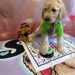 Dallas - Cream male Poodle puppy in Mobile, Alabama from Semmy’s Standard Poodle LLC