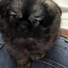 Tibetan Spaniel Puppies from Shangri-La Tibetan Spaniels