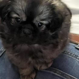 Tibetan Spaniel Puppies from Shangri-La Tibetan Spaniels