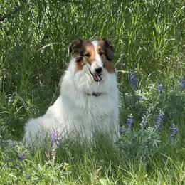 Bailey - Scottish Collie