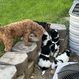 Cavapoo Puppies from Hales Wagging Tails
