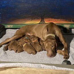 Pink - Golden rust Vizsla puppy in Washington from Walter Vizsla