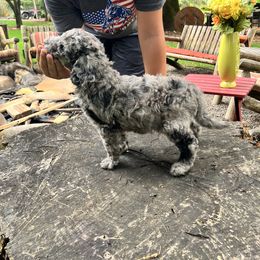 Labradoodle Puppies from Bear Creek Labradoodles
