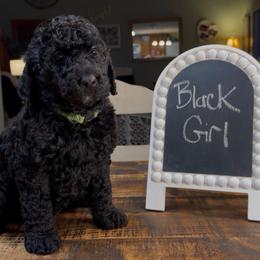 Black Girl - Black female Goldendoodle puppy in Jasper, Georgia from Owen Doodles
