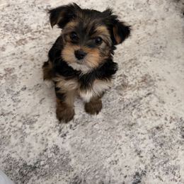 Lilliana - Chocolate, tan and white female Yorkshire Terrier puppy in Sparks, Nevada from Barter Town Yorkies