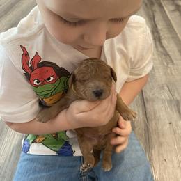 Rusty - Apricot male Goldendoodle puppy in Brookings, South Dakota from Hofer Pups