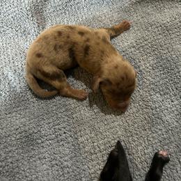 B2 - Dapple male Dachshund puppy in Harpers Ferry, West Virginia from Brandie Kelley