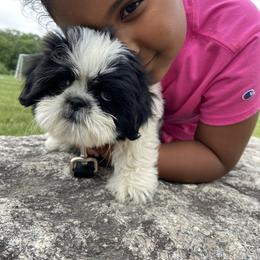 Faith - Shih Tzu