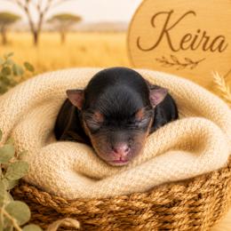 Elsa - Black and tan female Yorkshire Terrier puppy in West Fargo, North Dakota from A Yorkie Tale