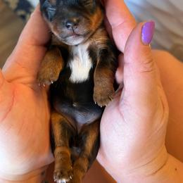 Pumpkin Latte - Black and tan female Yorkshire Terrier puppy in Coeur D Alene, Idaho from Cozy Coeur Yorkies