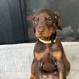 Yellow Collar - Red and rust male Doberman Pinscher puppy in Lake City, Florida from Paintedcrazy Doberman Pinchers