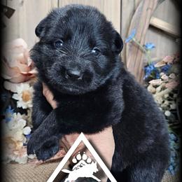 Annie - Black seal female German Shepherd puppy in Sequim, Washington from German Shepherd Haus