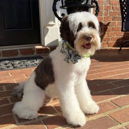 Harper  - Australian Labradoodle
