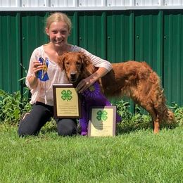 Golden Retriever All Grown Up from Archwind Retrievers