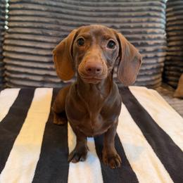 Georgette - Chocolate female Dachshund puppy in Waycross, Georgia from Southern Paws