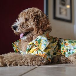 Goldendoodle Puppies from Texas Dapper Doodles